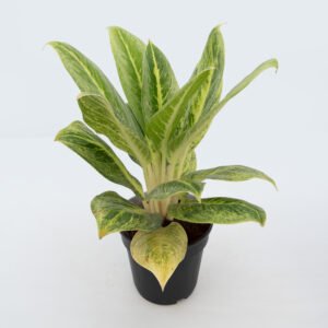 Aglaonema Cleopatra