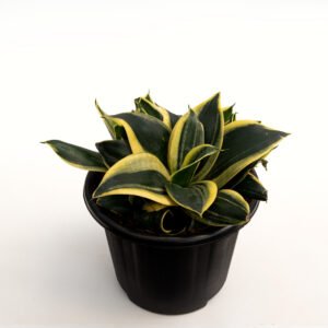 Sansevieria